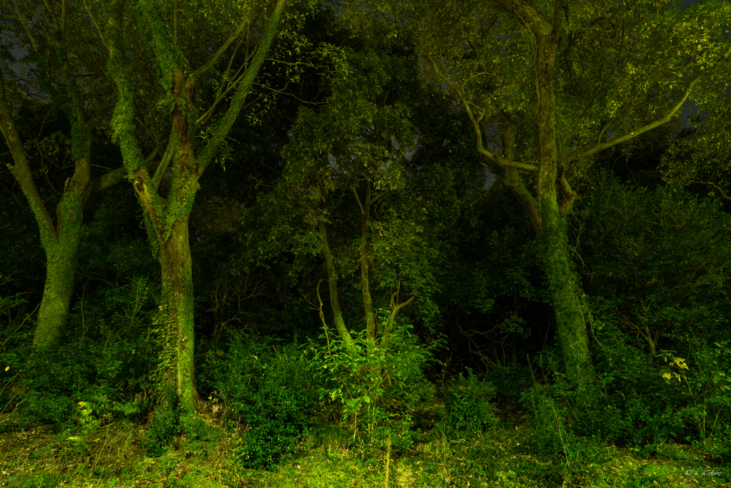 森の精霊