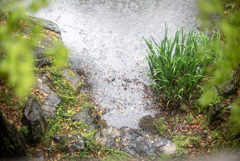 雨の紅葉渓庭園