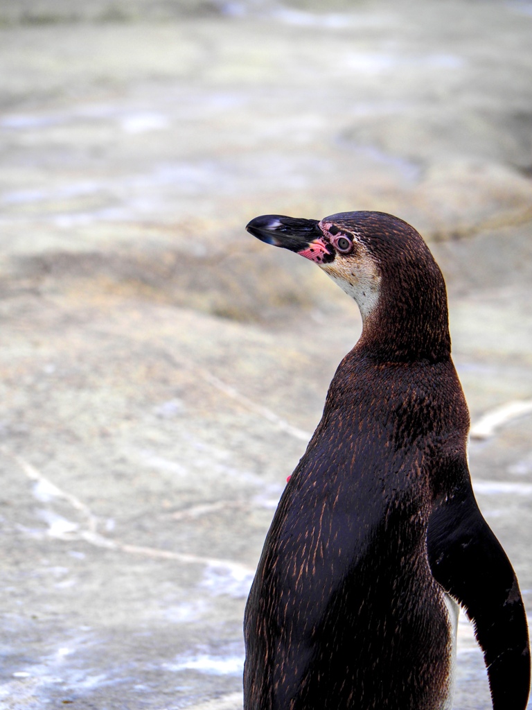 ペンギン