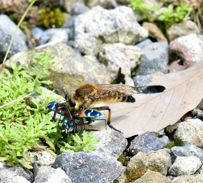 シオヤアブとハンミョウ