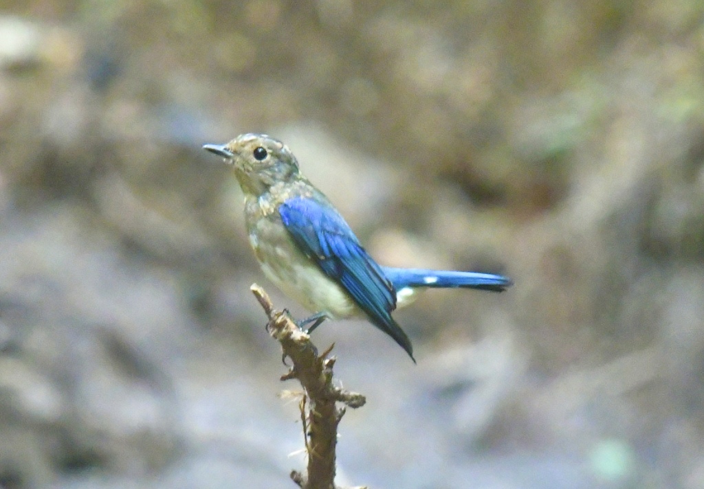 オオルリ幼鳥