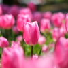 DSCF2395