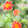 DSCF1547