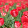DSCF2440