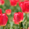 DSCF2446