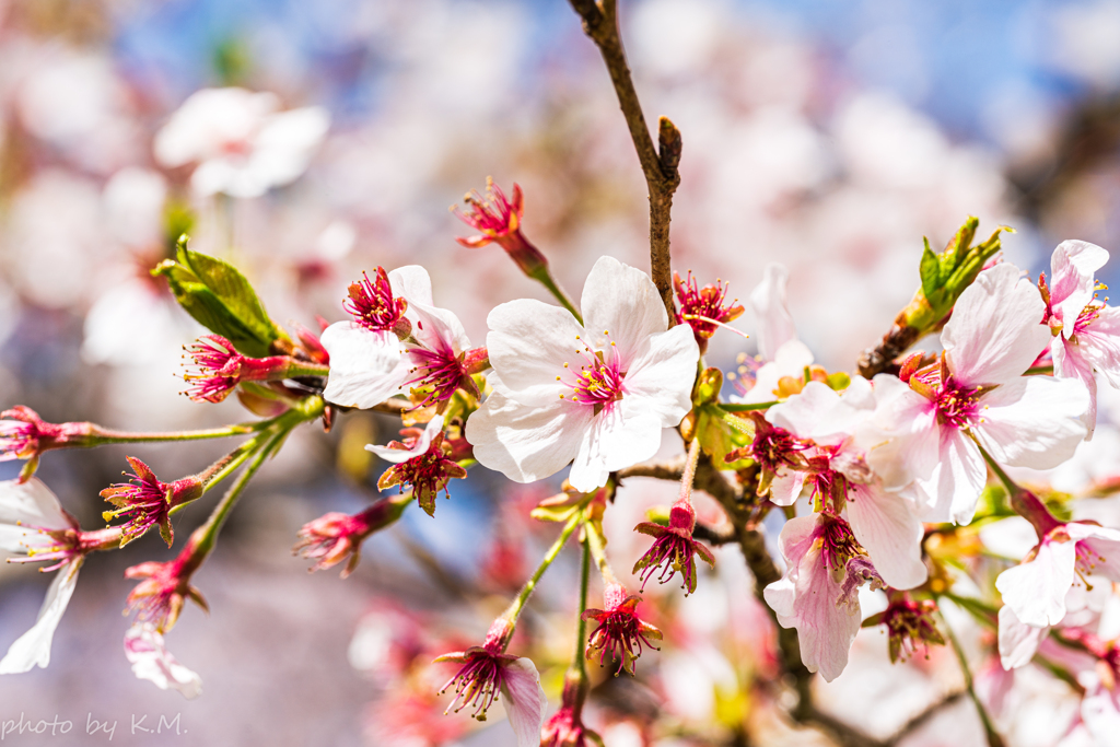 2021年桜