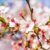 2021年桜