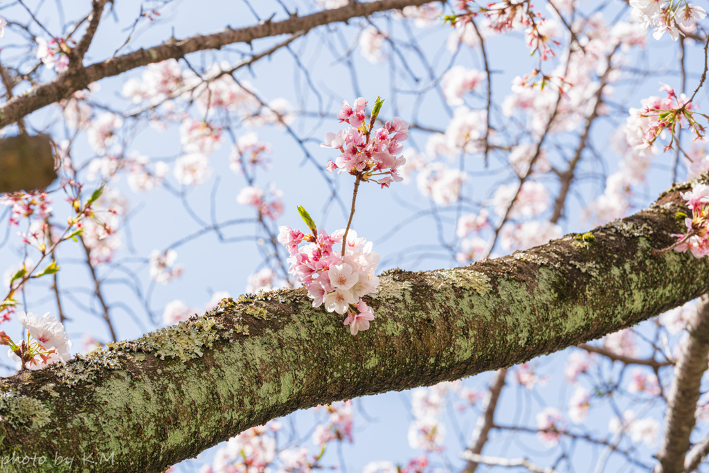 2021年桜