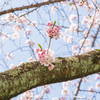 2021年桜