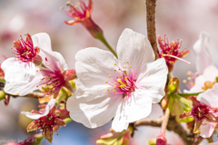 2021年桜