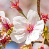 2021年桜