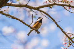 2021年桜＆鳥