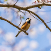 2021年桜＆鳥