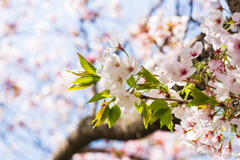 2021年桜