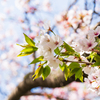 2021年桜