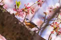 2021年桜＆鳥