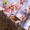 2021年桜＆鳥