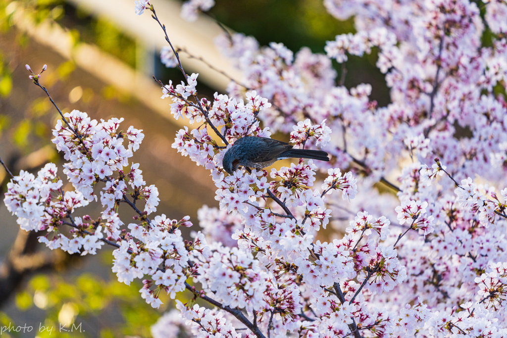 2021年桜＆鳥