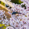 2021年桜＆鳥