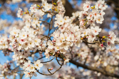 2021年桜