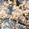 2021年桜