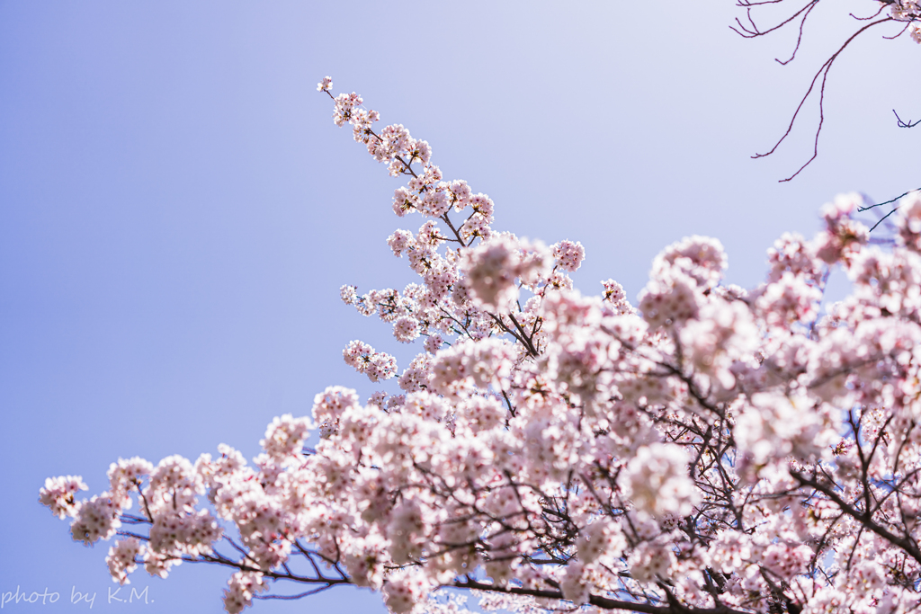 2021年桜