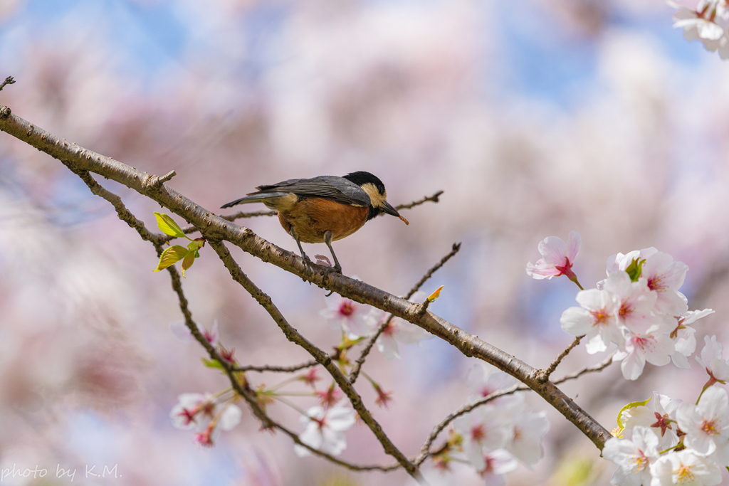 2021年桜＆鳥