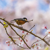 2021年桜＆鳥