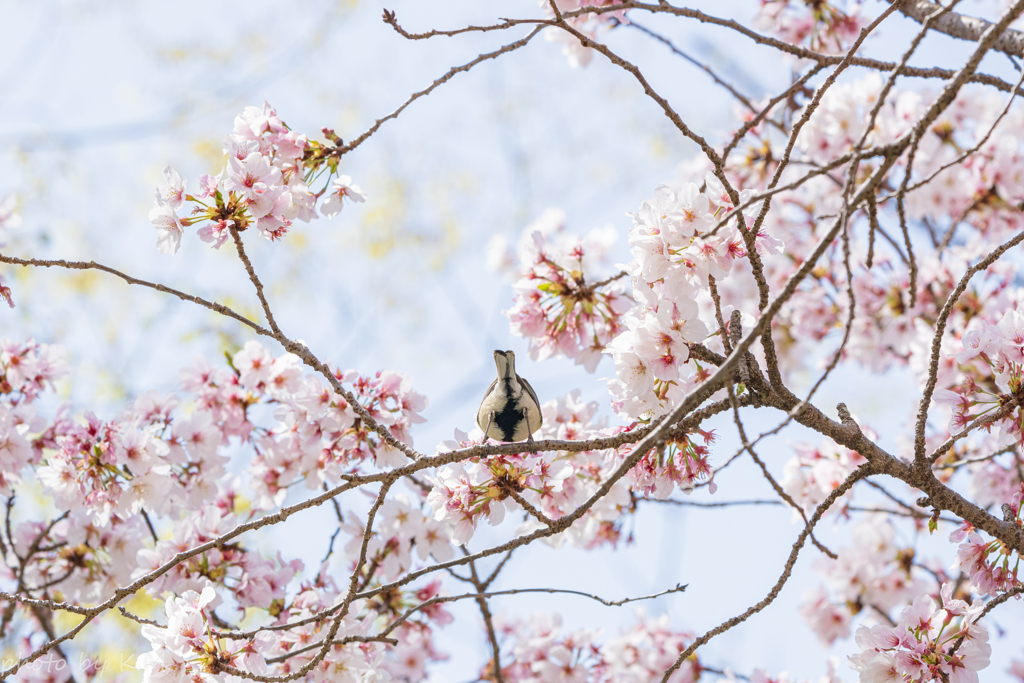 2021年桜＆鳥