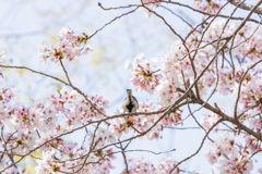 2021年桜＆鳥