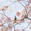 2021年桜＆鳥