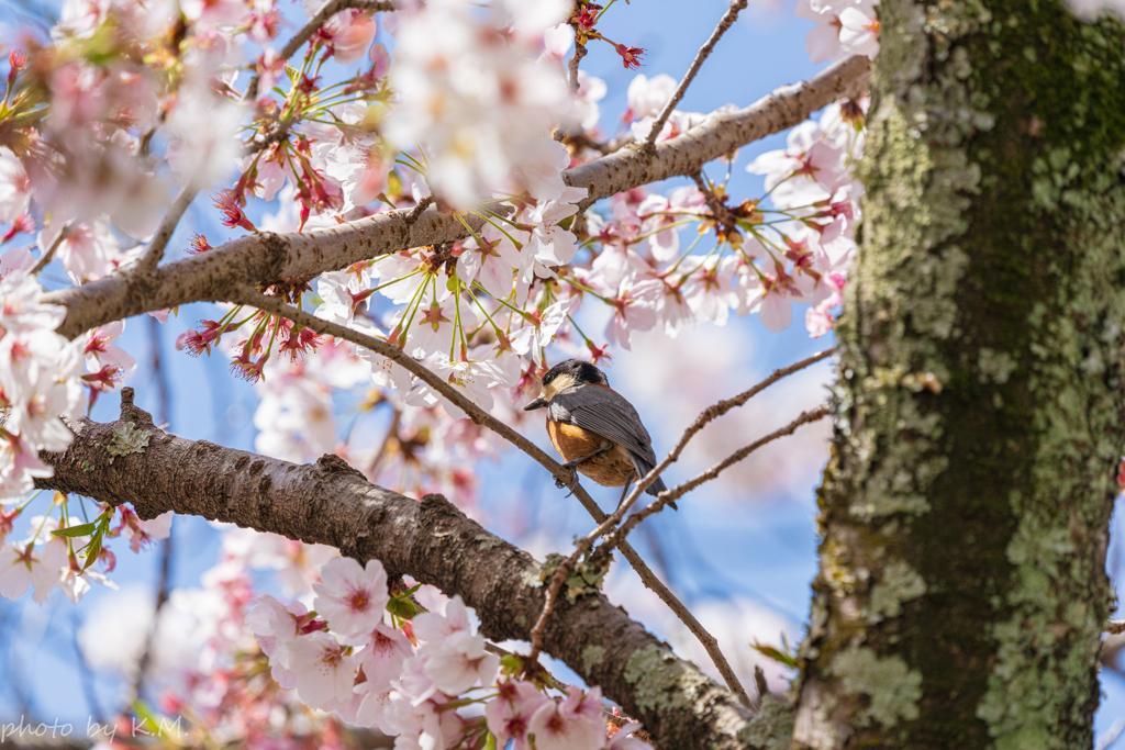 2021年桜＆鳥