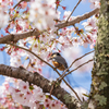 2021年桜＆鳥