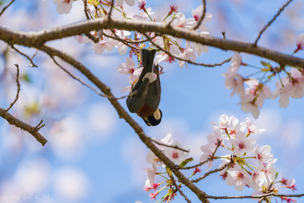 2021年桜＆鳥