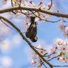 2021年桜＆鳥