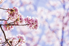 2021年桜