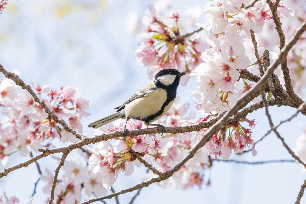 2021年桜＆鳥