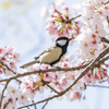 2021年桜＆鳥