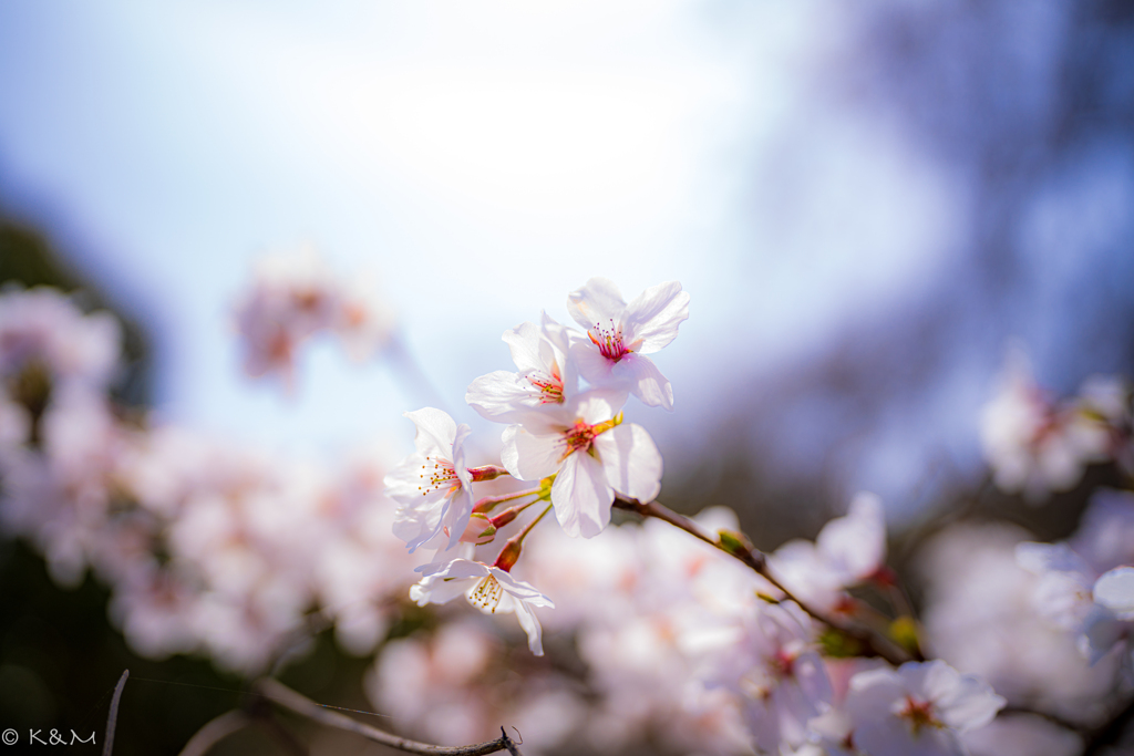 清和台東の近所の桜