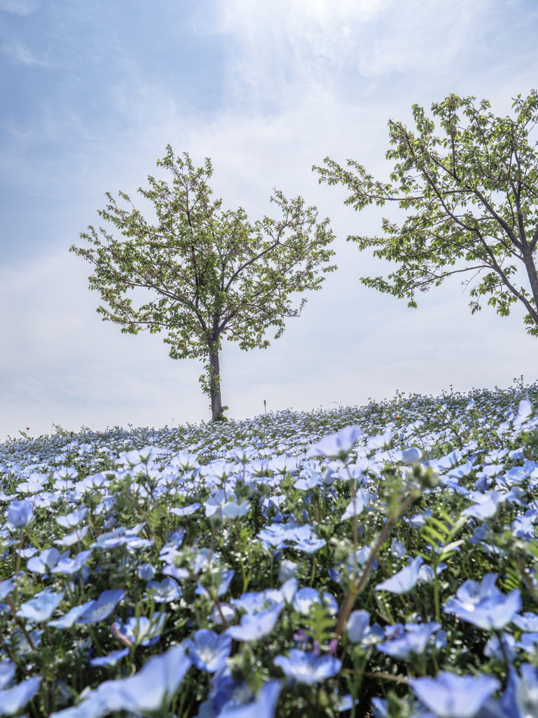 Blue＆Green