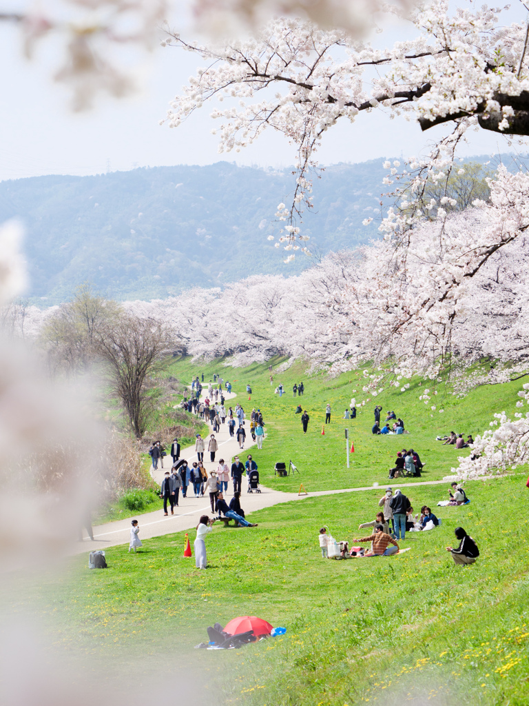 桜見物