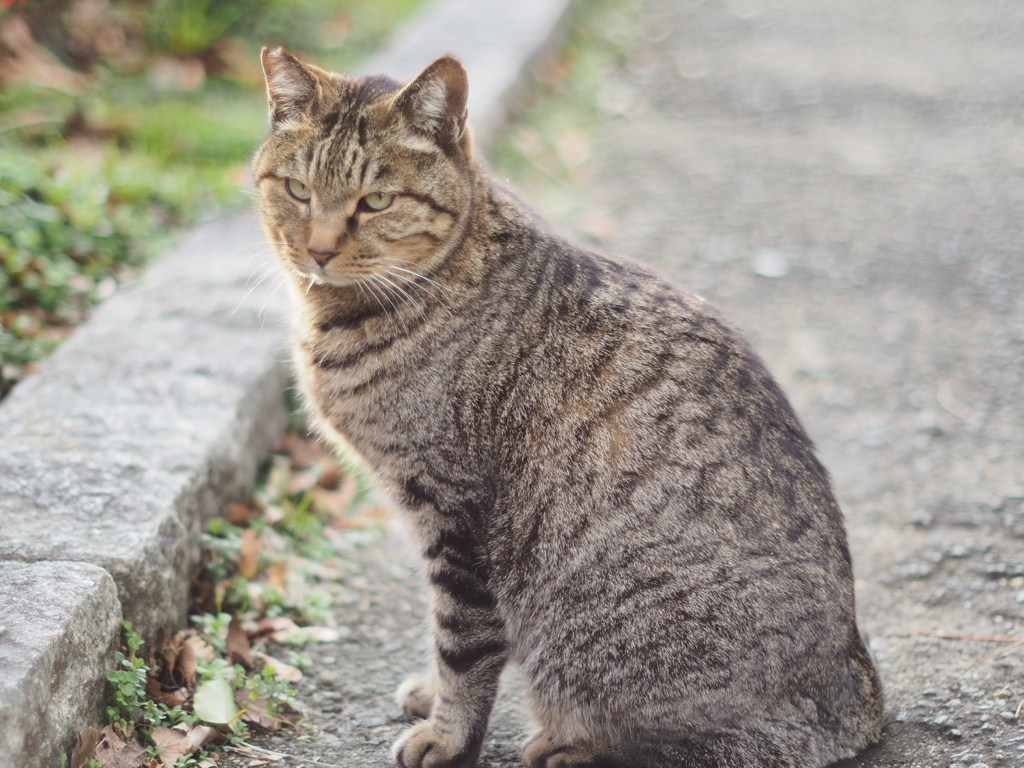 公園の猫