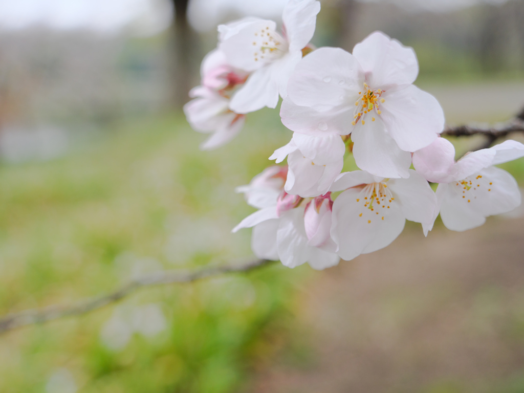 春来たる