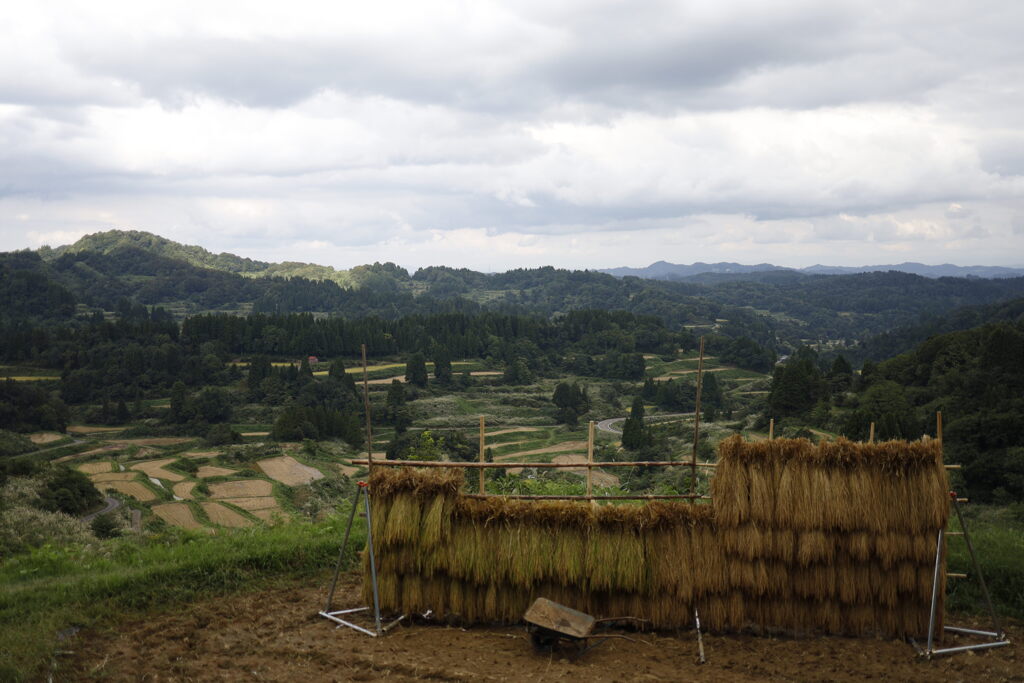 棚田の稲刈り