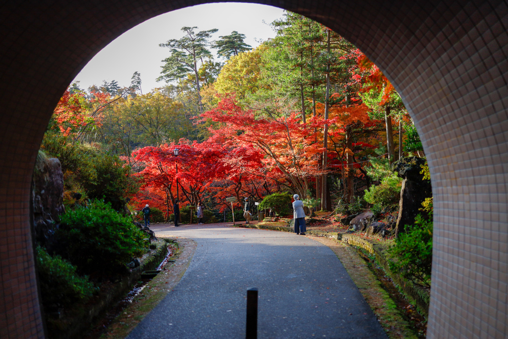 紅葉