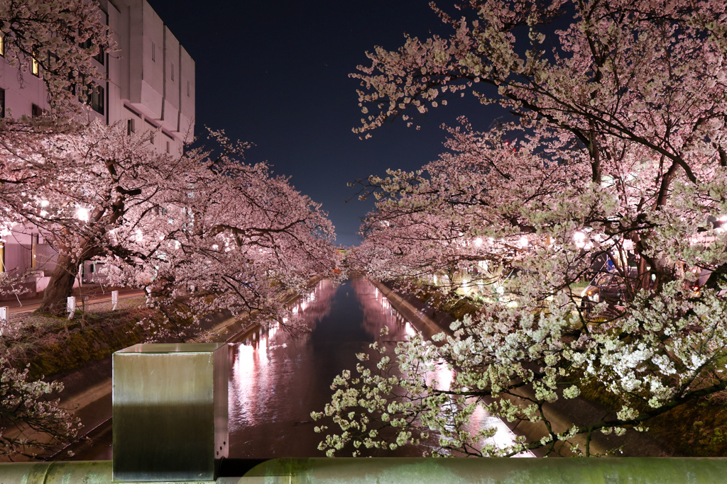 夜桜