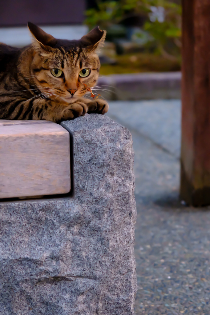 D2C86B27-44DC-42EE-AC0B-F7620EA3AB65