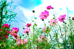 秋桜