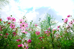 秋桜