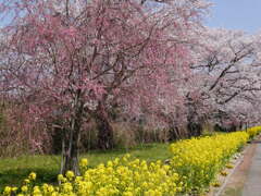 う川古代桜